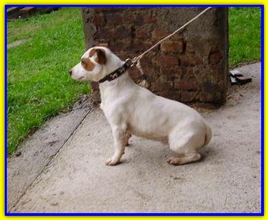 Sax. Jack Russell Terrier