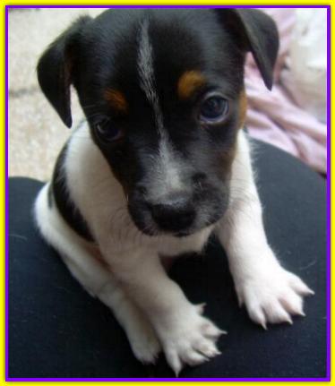 Schizzo, Jack Russell Terrier