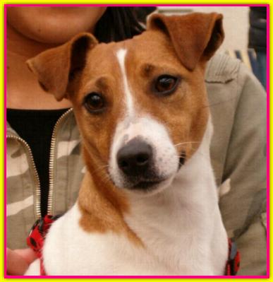 Scilla, Jack Russell Terrier