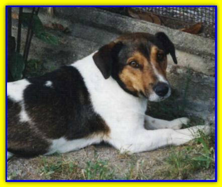 Scooby Doo, Jack Russell Terrier