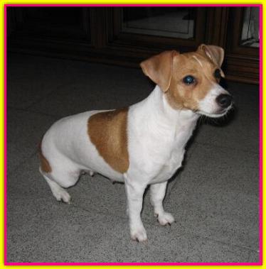 Shary, Jack Russell Terrier