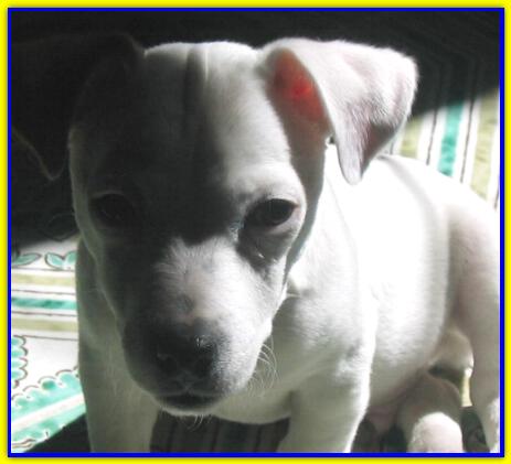 Shorty, Jack Russell Terrier