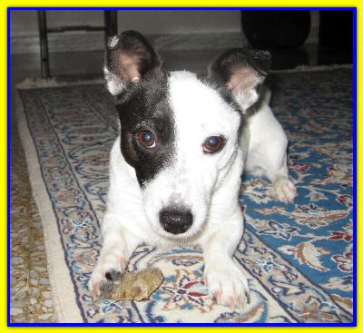 Shumi, Jack Russell Terrier