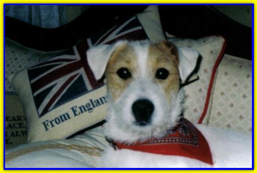 Fred, Jack Russell Terrier