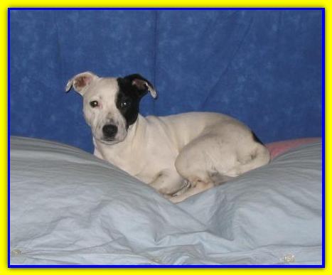 Snoopy, Jack Russell Friends Italy