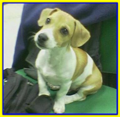 Spanky, Jack Russell Terrier
