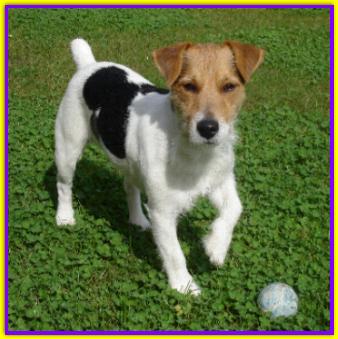 Sparky, Jack Russell Terrier
