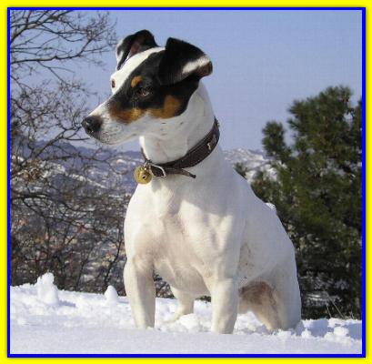 Spike, Jack Russell Terrier