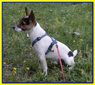 Spillo, Jack Russell Terrier