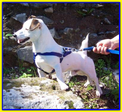 Spillo, Jack Russell Terrier