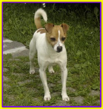 Spixy, Jack Russell Terrier