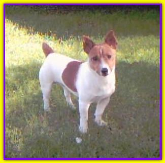 Spot, Jack Russell Terrier