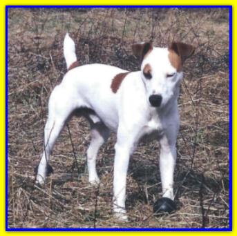 Spyke, Jack Russell Terrier
