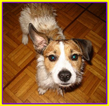 Starscky, Jack Russell Terrier