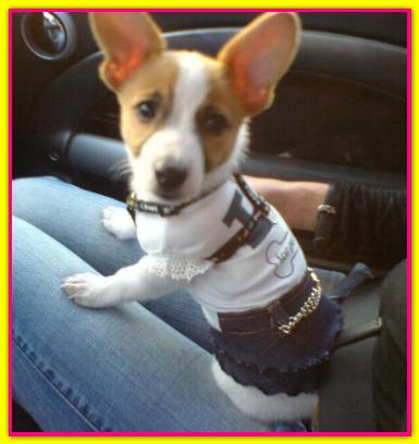 Stella, Jack Russell Terrier