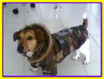 Step, Jack Russell Terrier