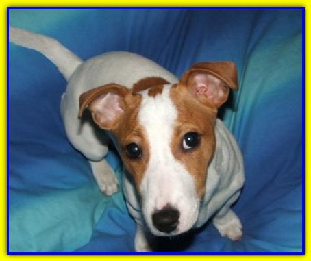 Stitch, Jack Russell Terrier