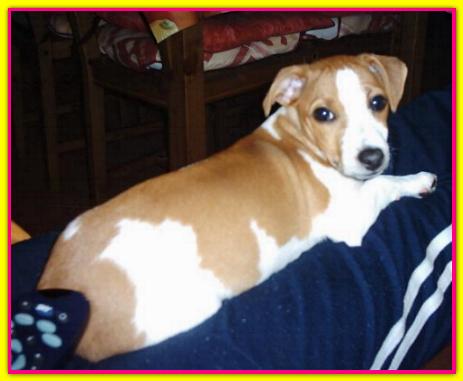 Tara, Jack Russell Terrier