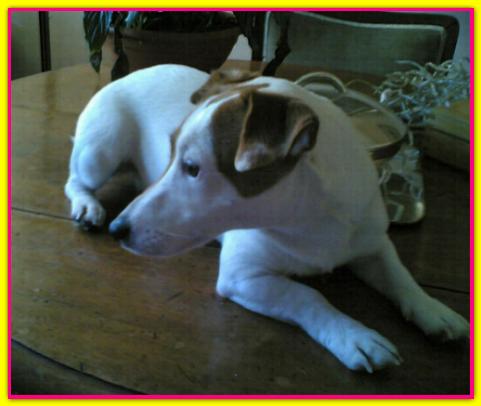 Tea Jack Russell Terrier
