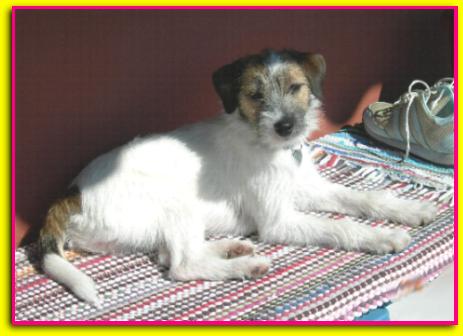 Tea, Jack Russell Terrier