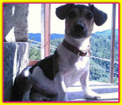Tekila, Jack Russell Terrier