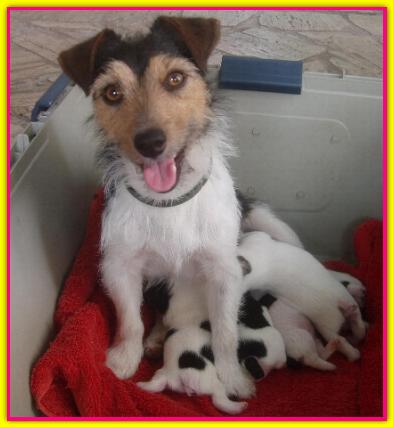 Tellina, Jack Russell Terrier