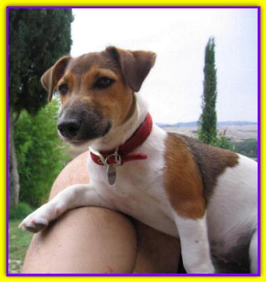 Tedoro, Jack Russell Terrier