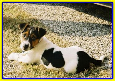 Tequila, Jack Russell Terrier