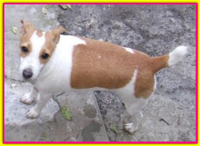 Tequila, Jack Russell Terrier