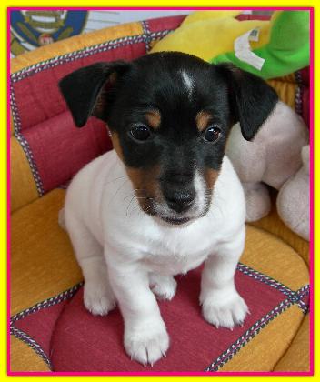 Tequila, Jack Russell Terrier