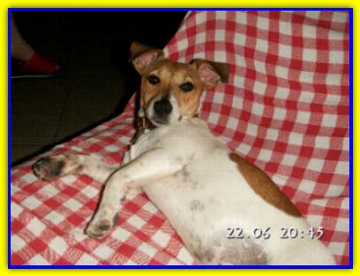 Tiki, Jack Russell Terrier