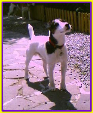 Timo, Jack Russell Terrier