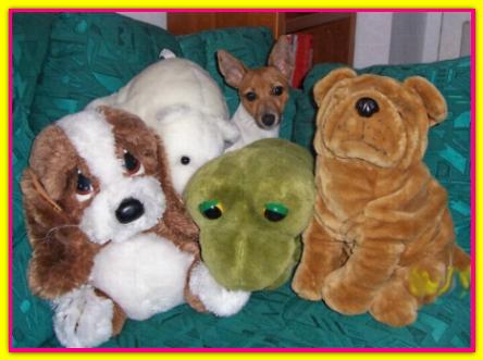 Tina, Jack Russell Terrier