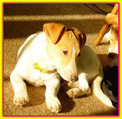 Tina, Jack Russell Terrier