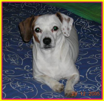 Tio, Jack Rusell Terrier