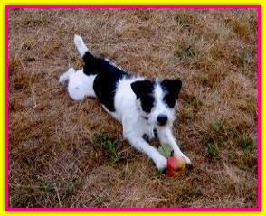 Titti, Jack Russell Terrier