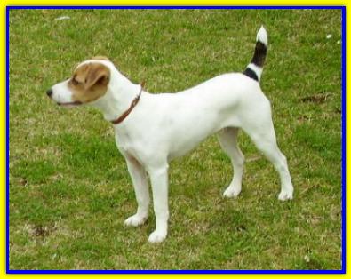 Tobia, Jack Russell Terrier