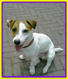 Tobia, Jack Russell Terrier