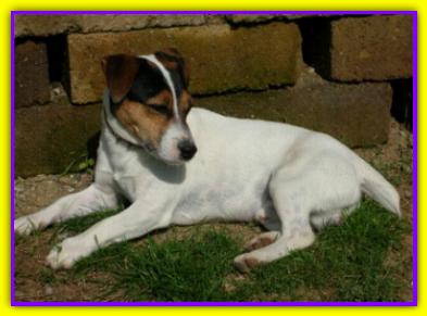 Toby, Jack Russell Terrier