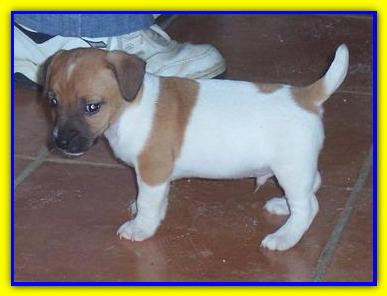 Tozzo, Jack Russell Terrier