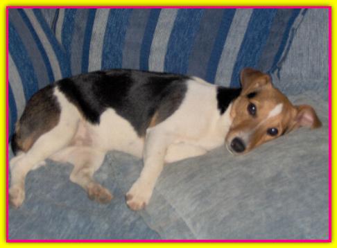 Trilly, Jack Russell Terrier