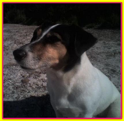 Twiggy, Jack Russell Terrier