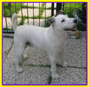 Tyson, Parson Jack Russell Terrier