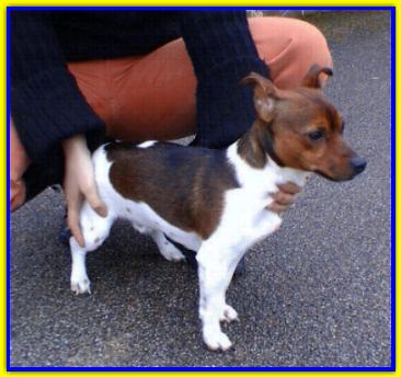 Ugo, Jack Russell Terrier