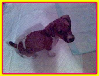 Ula, Jack Russell Terrier