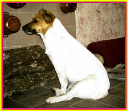 Ulla, Jack Russell Terrier