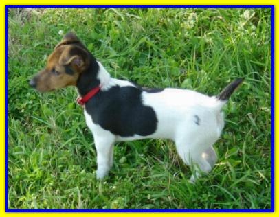 Vasco, Jack Russell Terrier