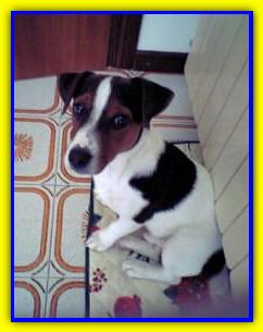 Vasco, Jack Russell Terrier