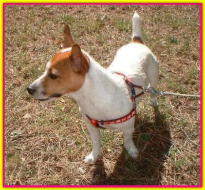 Viki Viki, Jack Russell Terrier
