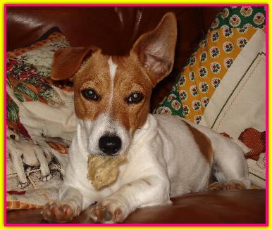 Viola, Jack Russell